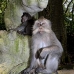 monkey_macaque_balinese_mf_ubud_v_0631_bal0637.jpg